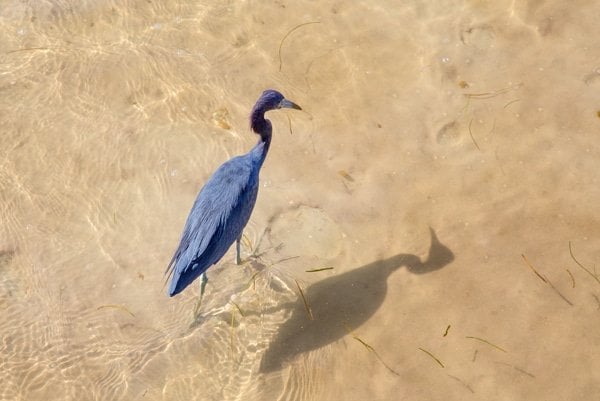 close up of Blue heron in the water on Pine Island