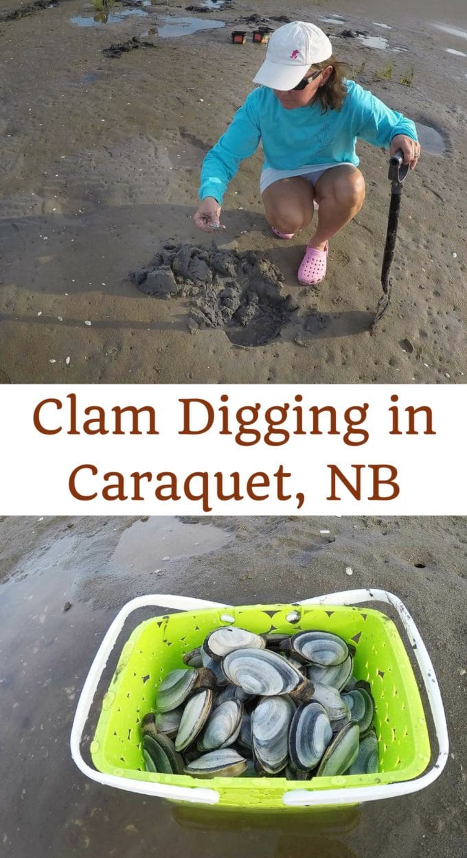 woman digging for clams and bucket of clams. Text reads clam digging in Caraquet, NB