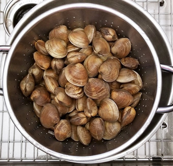 whole little neck clams in a colander as they wash