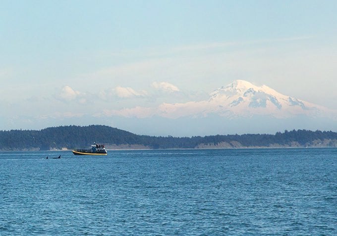 Orcas next to the boat with Mt. Baker in the background