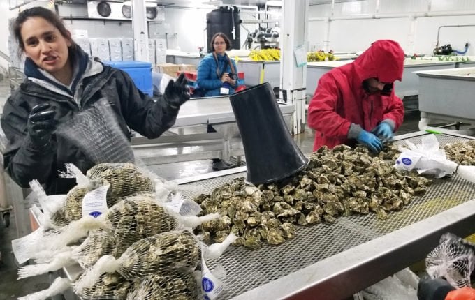 workers going through fresh oysters on Whidbey Island, Washington