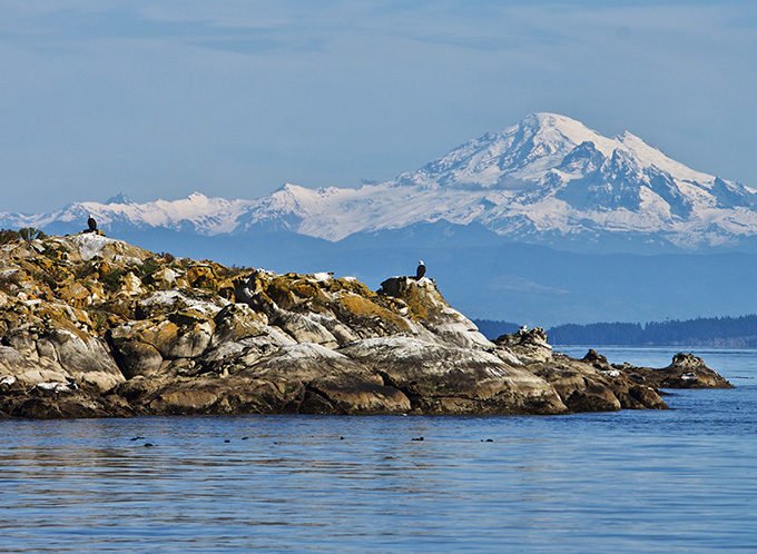 Bald Eagle on rocks with Mount Baker in the background