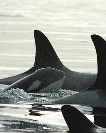 pod of orcas with a baby orca coming out of the swater