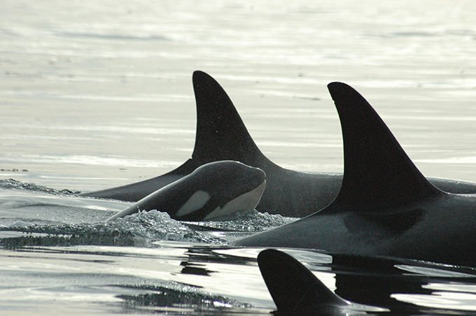 pod of orcas with a baby orca coming out of the water