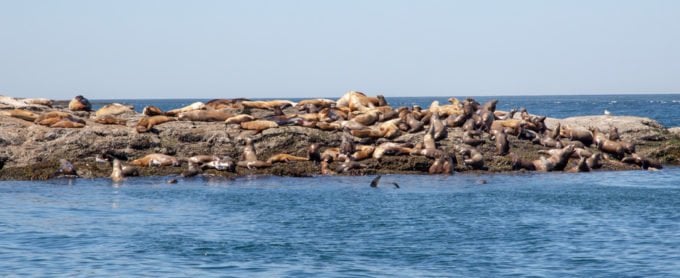 sea lions on the jetty and playing in the water