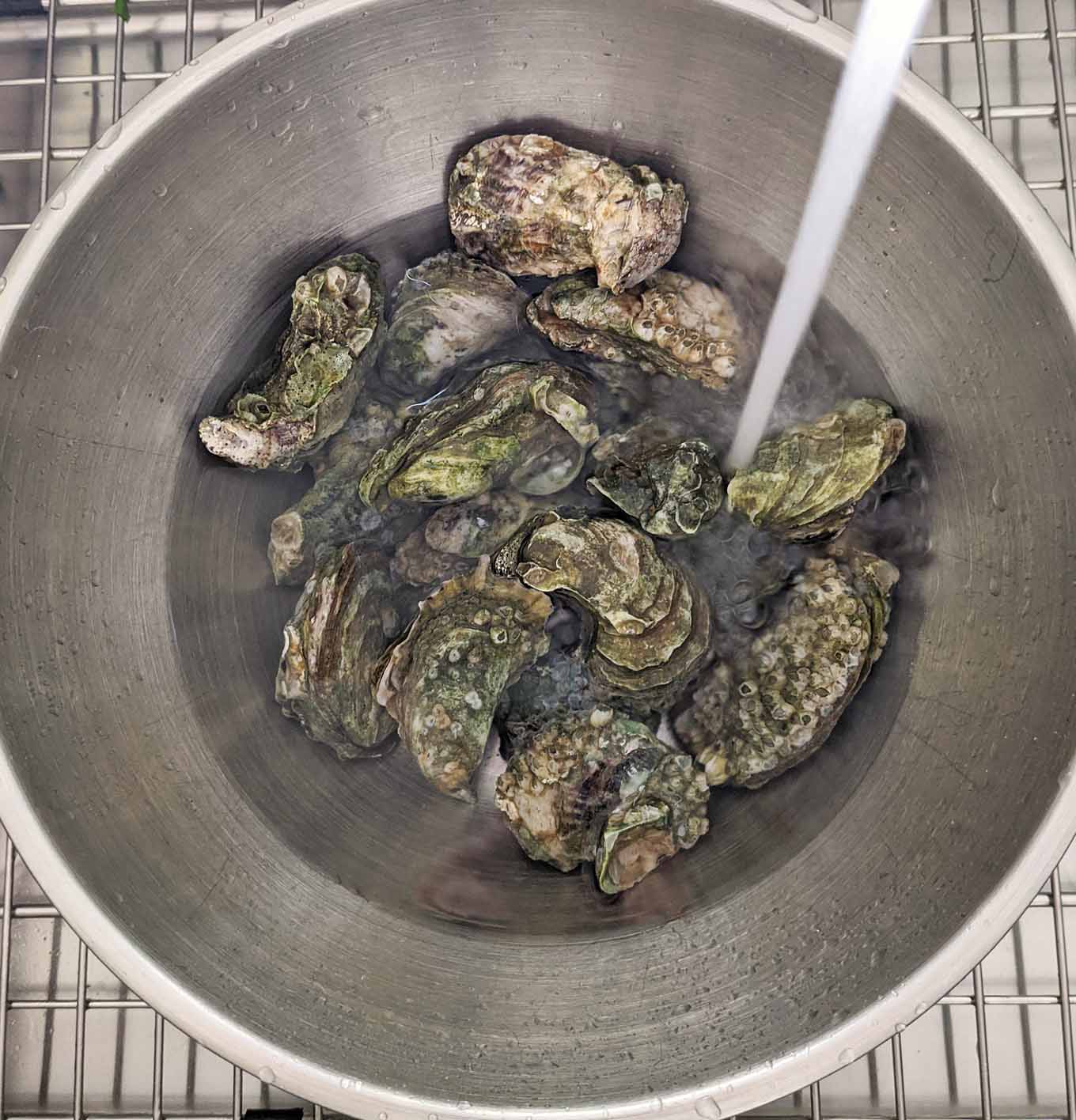 overhead shot of oysters in a stainless steel bowl with running water