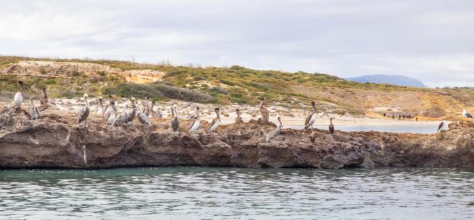 Pelicans on the rocks, sea of cortez