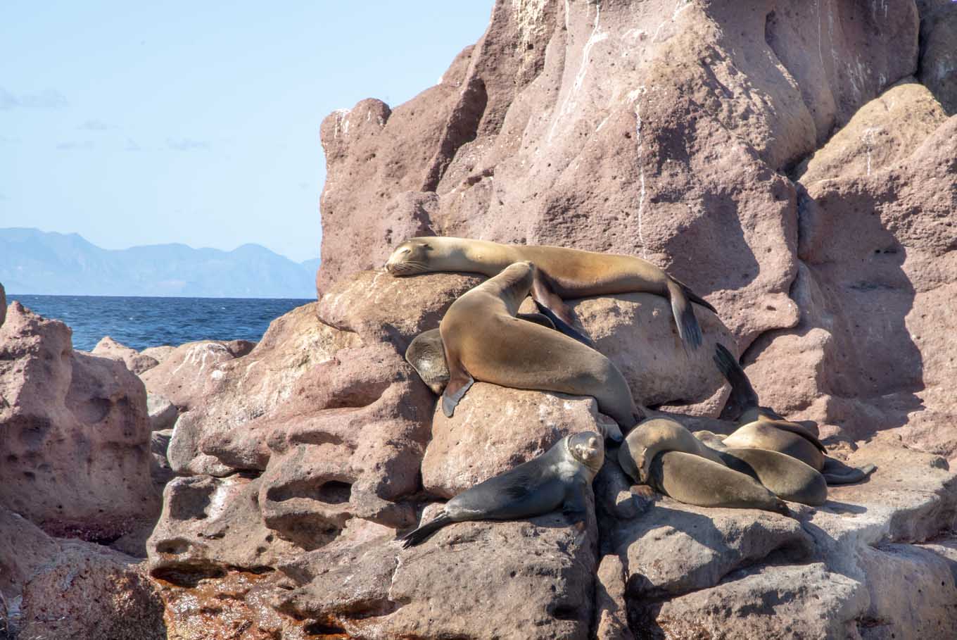 sea lions sleeping on the rocks.