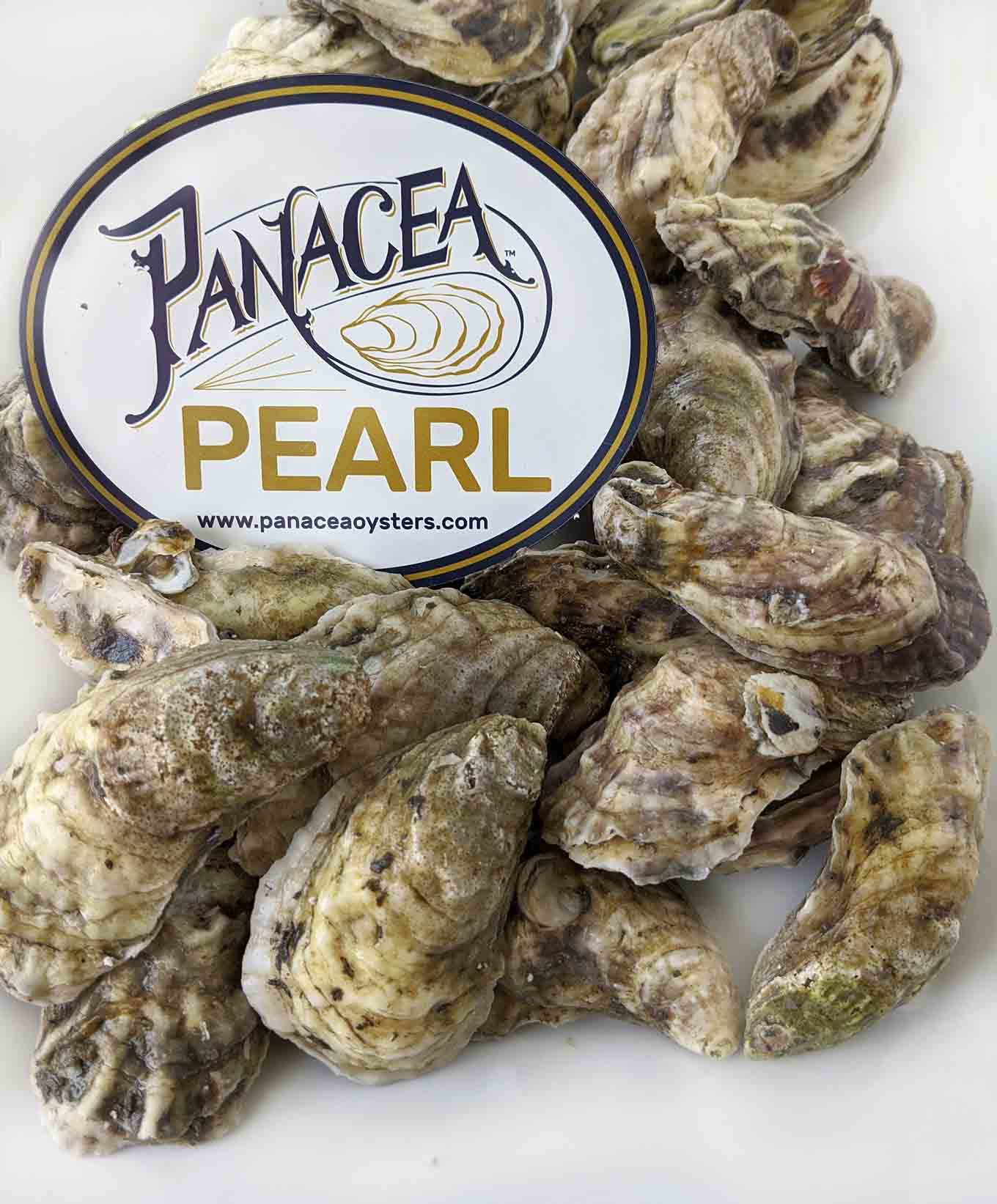 live oysters on a white platter with the Pancea Pearl logo