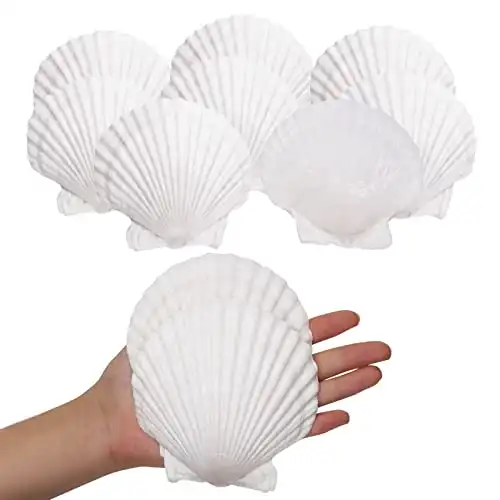 Scallop Shells for Cooking